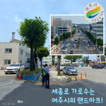 쾌적한 미관 만들기… 여주시, 세종로 가로수 수형 조절 추진
