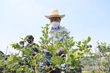 평택 블루베리 미군부대 납품 확대되기를…정장선 시장, 농가 일손 돕기에 앞장서