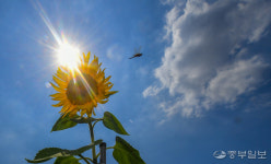 찜통더위에 해 등진 해바라기