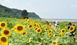 [중부포토] 강화도 교동 해바라기 정원을 찾은 시민들