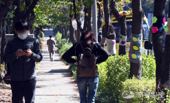 추워진 날씨 서둘러 털실 옷 입은 가로수들