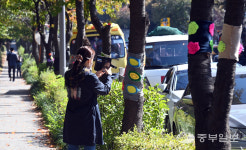 추워진 날씨 서둘러 털실 옷 입은 가로수들