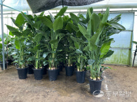 [농업왕 새농민] 극락조 단일품종 집중재배로 상품성 높이는 파주 은혜농원