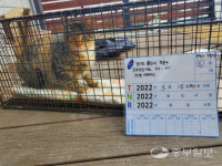 용인시, 실외 사육견·길고양이 중성화 수술 지원…올바른 반려동물 문화 조성