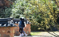 [중부포토] 산수유꽃 만개한 월미전통공원