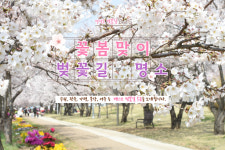 [알쓸라이프-가볼만한 곳] 꽃봄 맞이하기 좋은 경기도 벚꽃 명소 5선