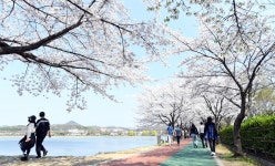 동네서 즐기세요…안산시 화랑유원지·호수공원·노적봉 폭포공원 등 벚꽃 만개