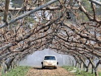 도농기원, 과수화상병 발생 시기 앞두고 예방에 총력