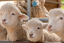 [알쓸라이프-가볼만한 곳] 어린이날 딱…초원 위의 노마스크존 경기도 목장체험지 4선