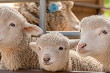 [알쓸라이프-가볼만한 곳] 어린이날 딱…초원 위의 노마스크존 경기도 목장체험지 4선