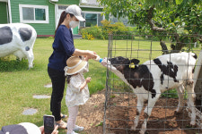 [알쓸라이프-가볼만한 곳] 어린이날 딱…초원 위의 노마스크존 경기도 목장체험지 4선
