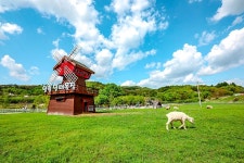 [알쓸라이프-가볼만한 곳] 어린이날 딱…초원 위의 노마스크존 경기도 목장체험지 4선