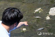 화성시 반월천서 또 물고기 집단폐사… 원인은 아직 오리무중