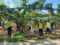 평택시농업기술센터·농협중앙회평택시지부, 함께하는 농촌일손돕기 합동실시
