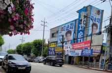 건물 가린다는 민원으로 홀대받는 가로수… 이럴 거면 뭐하러 심어놨나