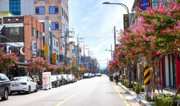 사계절 거리 물들이는 수원시 가로수, 여름철 배롱나무 특화거리 눈길