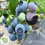 평택시로컬푸드재단, 무농약 GAP 블루베리 공동구매 진행
