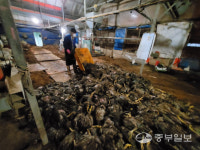 겨우 살아남은 닭들도 죽을라…양계농가의 절망