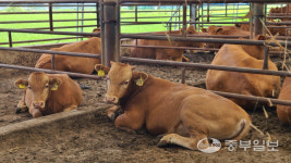 엄주탁 평택시 오성면 당거리농장주 빚에 짓눌렸던 축산업, 경영회생지원 받고 버틸 수 있었죠