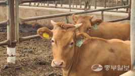 엄주탁 평택시 오성면 당거리농장주 빚에 짓눌렸던 축산업, 경영회생지원 받고 버틸 수 있었죠