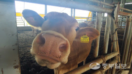 [농업왕 새농민] 이병국 태양농장 대표 우직하게 키운 농장 운영 꿈… 평택米한우 우수성 널리 알리고파