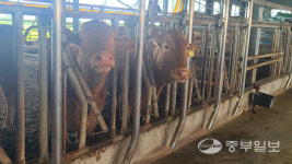 [농업왕 새농민] 이병국 태양농장 대표 우직하게 키운 농장 운영 꿈… 평택米한우 우수성 널리 알리고파