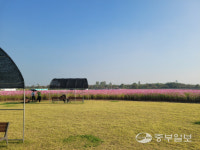 코로나19로 지친 시민에 위로를… 평택시, 오성강변 경관작물 단지 코스모스 만개