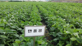 [종자가 미래다] 만풍콩, 고단백·저칼로리 슈퍼푸드로 맛·영양 잡았다