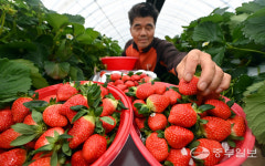 탐스러운 딸기수확