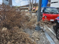 가로수·쓰레기·정류장까지 점령… 인도가 사라진다