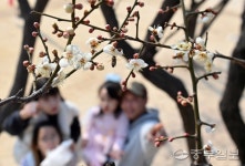 [중부포토] 활짝 핀 봄매화
