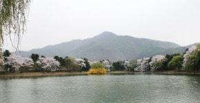 가평군, 벚꽃 명소 옛 중앙내수면연구소 부지 개방