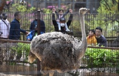 [중부포토] 인천대공원 어린이동물원 재개방