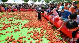 [화보] 퇴촌 토마토 축제