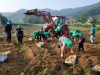 안성 죽산면 남녀새마을협의회, 감자수확 일손돕기 활동