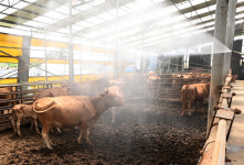 [중부포토] 음매 찜통더위에 지쳤소