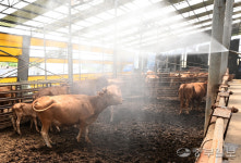 [중부포토] 음매 찜통더위에 지쳤소