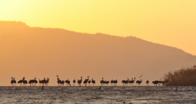 [2024 다시, 함께] 설 연휴 가볼 만한 곳③ 철새만 230만종 순천만 습지에서 저녁 노을 만끽
