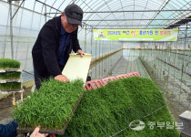 국내 유일 쌀특구 여주시, 올해 첫 모내기