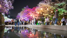 한국마사회, 29일 렛츠런파크 서울 벚꽃축제… 버스킹공연 등 볼거리 다채
