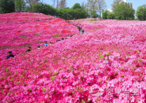 NH농협은행 군포시지부, 군포철쭉축제 위해 군포문화재단에 5천만 원 기부