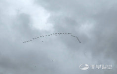 [김기자의 로드트레킹-서해랑길⑥] 진도대교와 울돌목을 거치는 서해랑길 5코스