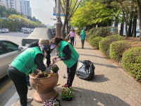 김포시본동, 봄꽃 식재로 김포대로 활짝 폈다