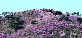 [화보] 강화 고려산 만개한 진달래 찾은 등산객들
