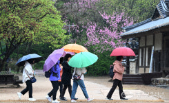 [화보] 봄비 내리는 월미전통공원