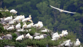 [화보] 남동유수지에서 알을 품는 천연기념물 저어새