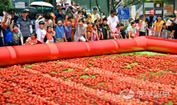 [중부포토] 황금 토마토를 찾아라!