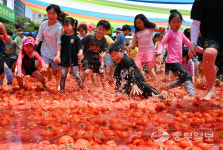 [중부포토] 황금 토마토를 찾아라!