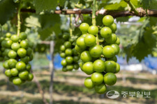 [경기도 농업왕] 권영걸 당골농원 대표 욕심 버리고 기본 충실한 포도 재배… 달콤함이 팡팡
