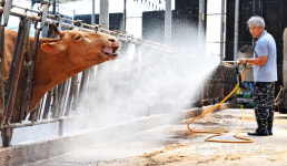 [중부포토] 음머~너무 덥소